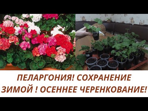 Видео: ОСЕННЕЕ ЧЕРЕНКОВАНИЕ ПЕЛАРГОНИИ ДЛЯ СОХРАНЕНИЯ И РАЗМНОЖЕНИЯ.