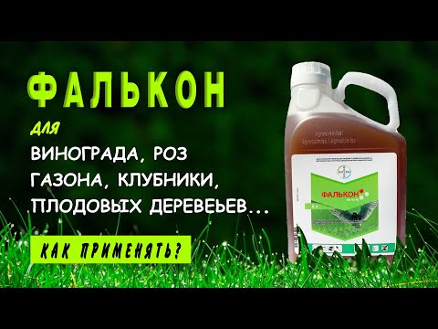 Видео: Фунгицид ФАЛЬКОН — средство от болезней растений. Как правильно применять Фалькон