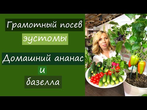 Видео: Как правильно посеять эустому. Домашний ананас и базелла