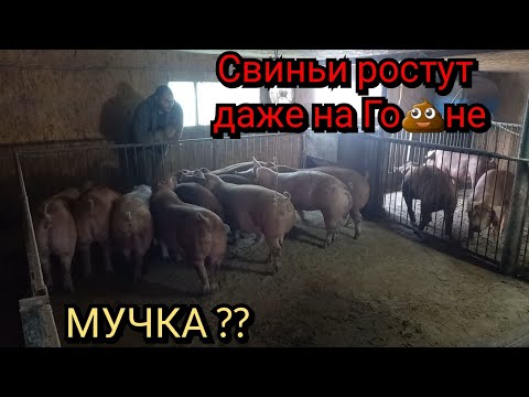 Видео: ❌️ Дешёвый корм не значит плохой❗️ ЧТО ТАКОЕ МУЧКА❓️ РАЦИОН