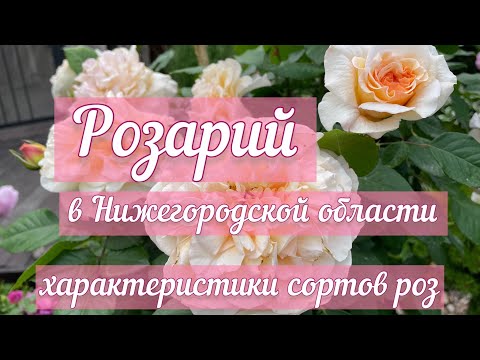 Видео: Характеристики различных сортов роз! Мои впечатления🌹Оговорилась! Не Принцесса Анна, а Мэри Энн!