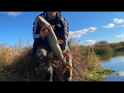 Видео: Щуки монстры на спиннинг в Беларуси
