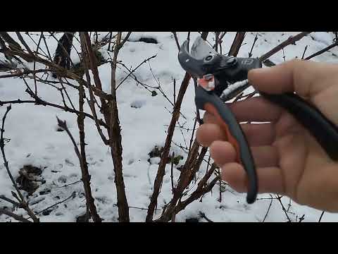 Видео: Видеоурок по художественной обрезке жимолости.