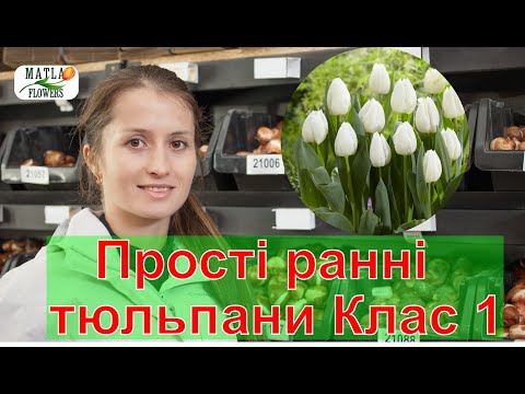 Видео: Прості ранні тюльпани. Клас 1