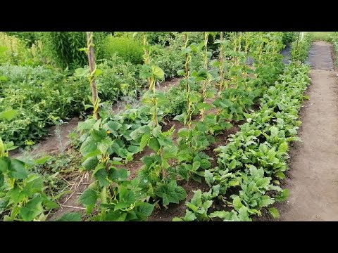 Видео: 👍👍САМЫЙ ПРОСТОЙ  И НЕЗАТРАТНЫЙ СПОСОБ ПОДВЯЗКИ ВЫСОКОРОСЛЫХ РАСТЕНИЙ