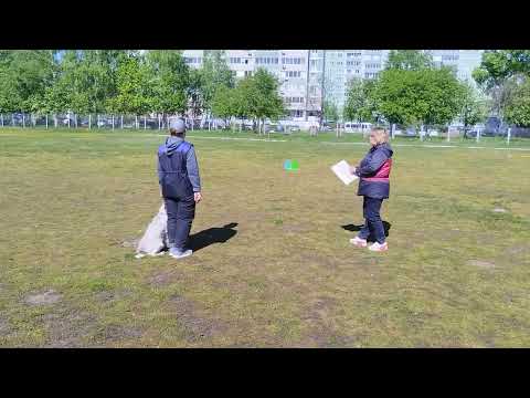 Видео: ЧРТ-2024 по Обидиенс. Обидиенс-1. Рафикова Лариса и РОС Остин, 3 место, 196,5 б., "хорошо"