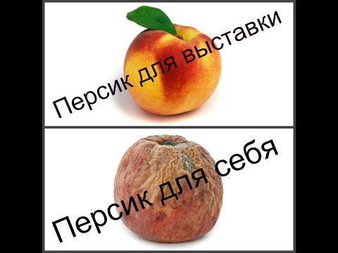 Видео: Не говорите эту фразу при покупке щенка!