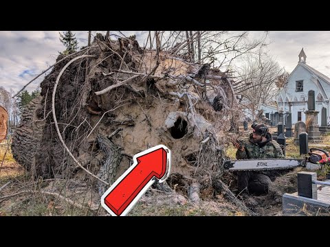 Видео: Шокирующая находка в пне на кладбище