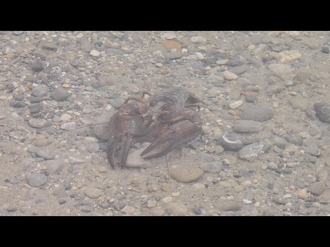 Видео: Баварский карьер. Рыба пришла только ночью.