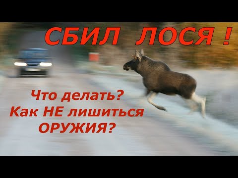 Видео: Сбил ЛОСЯ !  Кто виноват? Что делать? Как не лишиться оружия?