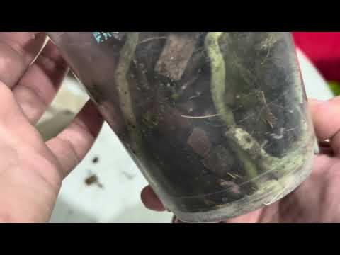 Видео: Разочарование года! Посылка с орхидеями