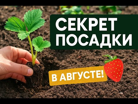 Видео: Посадка клубники в АВГУСТЕ — урожай будет в 2 раза больше!