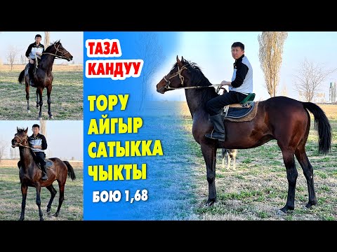 Видео: Ѳтѳ күлүк ТОРУ АЙГЫР сатылат туугандар ~ 3 асый, ден-соолугу таза