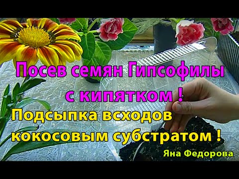 Видео: 🌱Гипсофила Изящная ! Посев с кипятком и результат. Взошла 🌱