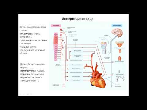 Видео: Иннервация сердца.