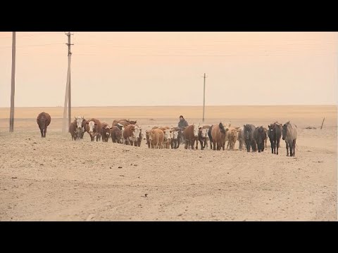 Видео: Предприниматель пытается спасти село в Актюбинской области