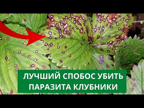 Видео: Как бороться с НЕМАТОДОЙ НА КЛУБНИКЕ?. Почему сохнут кусты клубники, земляники?