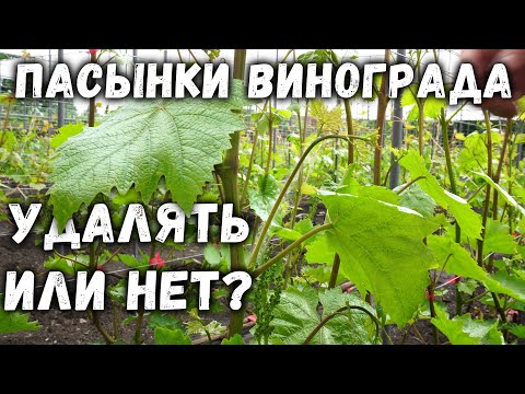 Видео: Пасынки винограда, удалять или нет?