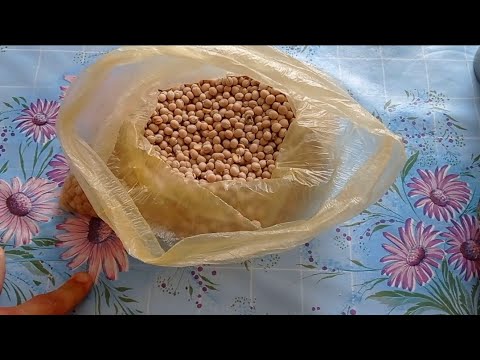 Видео: как запарить горох для рыбалки и не париться у плиты