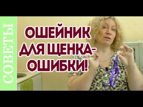 Видео: Поводок для щенка. Как выбрать ошейник.