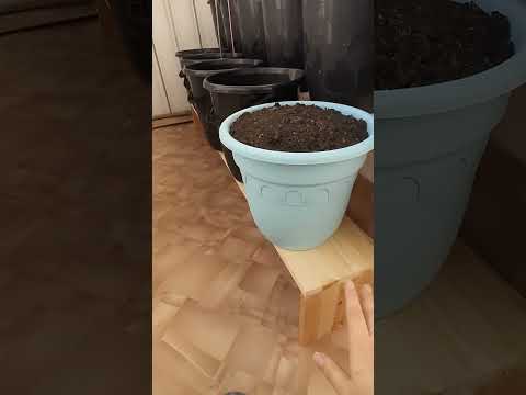 Видео: 🌱ОГОРОД НА БАЛКОНЕ.ПЕРВЫЕ ОШИБКИ.🌱