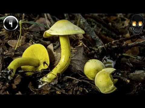 Видео: ТОП-10 САМЫХ ОПАСНЫХ РЯДОВОК