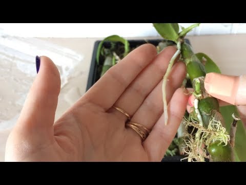 Видео: Появились кейки на черенках Дендробиума Нобиле. Размножение дендробиума черенками Часть 3