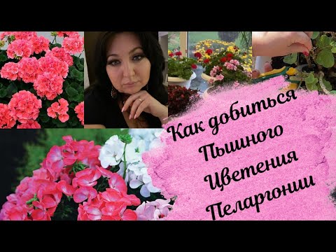 Видео: Пеларгония (герань) готовим к зиме
