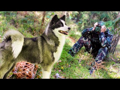 Видео: 💥 Вы не ПОВЕРИТЕ, но этому случаю нет объяснения! Случай в тайге!