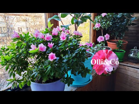 Видео: ОБЗОР КОМНАТНЫХ РАСТЕНИЙ ЦВЕТОВ  НЕ УДОБРЯЙТЕ АЗАЛИИ во ВРЕМЯ ЦВЕТЕНИЯ