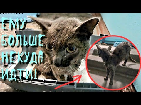 Видео: 💔 Кот живёт в подъезде в переноске/ 😱 Бросили больного кота /help save a sick cat