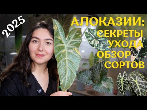 Видео: ВСЁ о моих АЛОКАЗИЯХ | обзор 17 СОРТОВ | грунт, ФИТИЛЬНЫЙ ПОЛИВ, удобрения и прочие ЛАЙФХАКИ 🪴