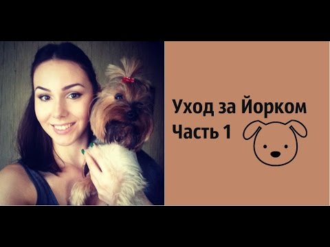 Видео: Йоркширский Терьер. Часть 1: Содержание, Особенности Породы. Здоровье Йорка