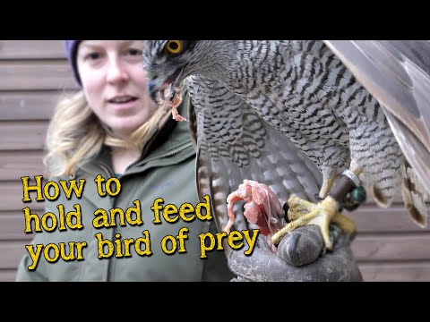 Видео: Основы соколиной охоты | Как ухаживать за хищной птицей и кормить её