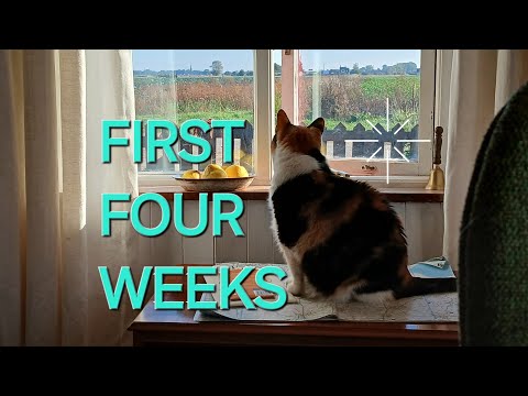 Видео: Первые четыре недели на даче...