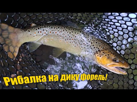 Видео: РИБАЛКА на малій річці — Жор форелі на ультралайт!