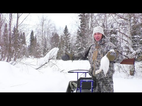 Видео: ВЫПЕЙ ВАЛЕРЬЯНКУ ПЕРЕД ПРОСМОТРОМ))) ОХОТА НА БОРОВУЮ ДИЧЬ В ГЛУХОЗИМЬЕ / МОТОТОЛКАЧ АЛЬБАТРОС 9ЛС.