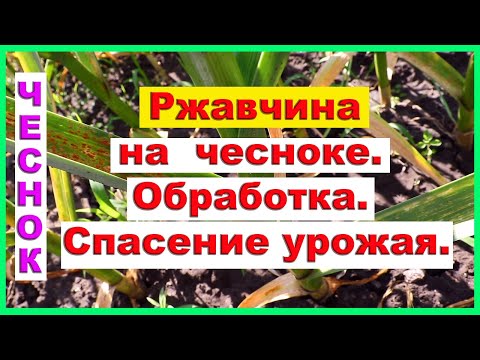 Видео: Ржавчина на чесноке  Обработка Спасение урожая 2021г