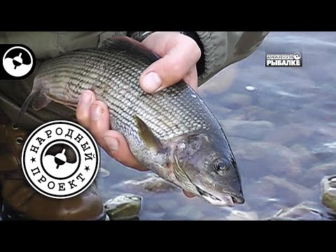 Видео: Нахлыст - это красиво и клёво | Народный проект