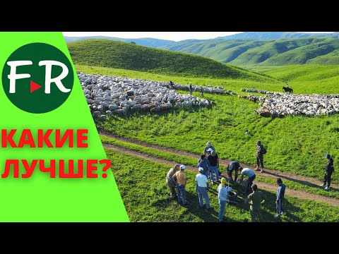 Видео: ЮКМ + тексель, ЮКМ + суффолк. Ерагый Гишларкаев и Бауржан Оспанов на джайляу в Казахстане.