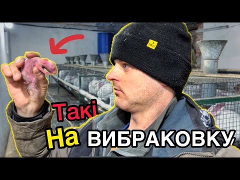 Видео: Яка #молочність у кроликів породи #Термонська біла /Робота з племінним матеріалом