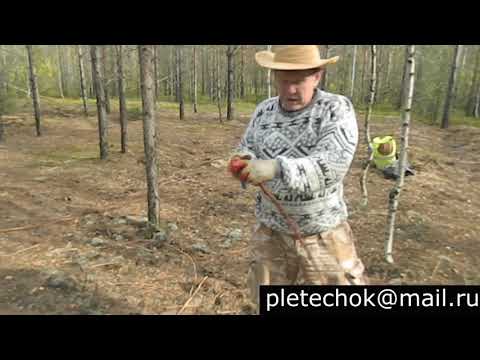 Видео: Сосновый корень. Заготовка.