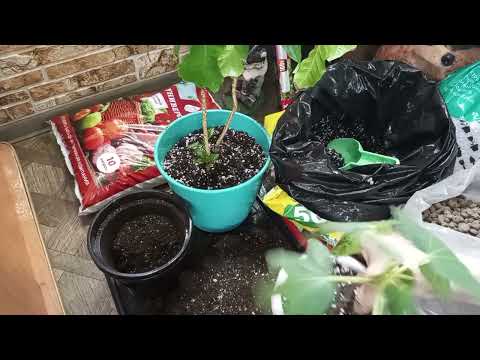 Видео: Пересадка кофе,инжира и небольшой обзор комнаты.