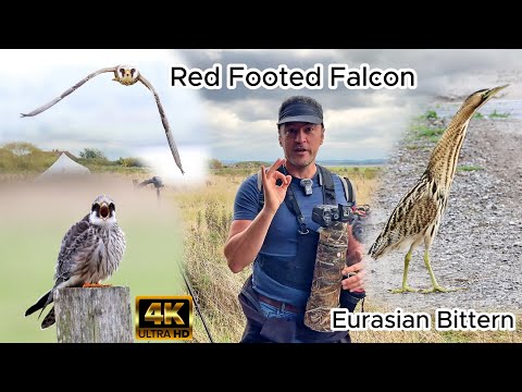 Видео: Кобчик и большая выпь в заповеднике Элмли. Canon R7 и RF 200-800 мм. 4K