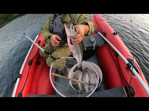 Видео: БЕЗУМНЫЙ КЛЁВ ГОРБУШИ / CRAZY PINK SALMON BITE