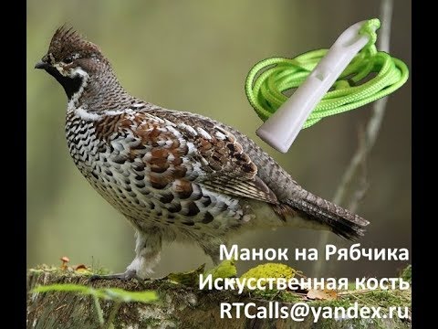 Видео: Манок на рябчика. #Манок из искусственной кости от RTCalls