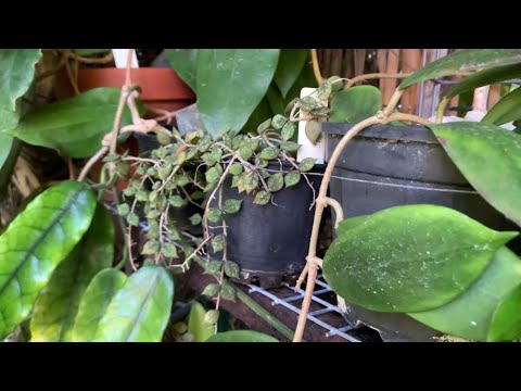 Видео: ХОЙИ ЛЕТОМ/ ДОББИ НАСЛАЖДАЕТСЯ МОМЕНТОМ. Hoya Australis, H. Fungii, H. Meliflua, H.Tjadasmalangensis