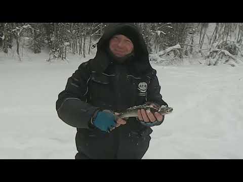 Видео: хариус на таёжных реках
