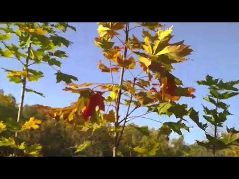 Видео: AUTUMN 🍂🍂🍂 beauty trees,золотая осенняя красота солнечные зайчики белки