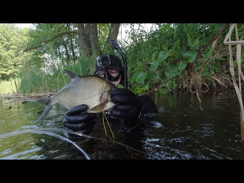 Видео: Подводная охота на малой реке Встретил косулю у реки на водопое